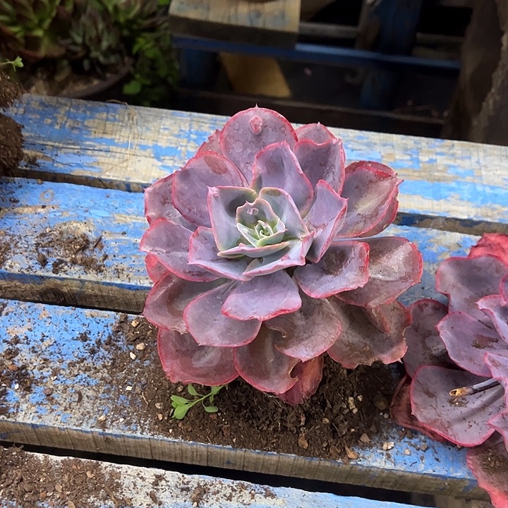 天空之城裸根发货