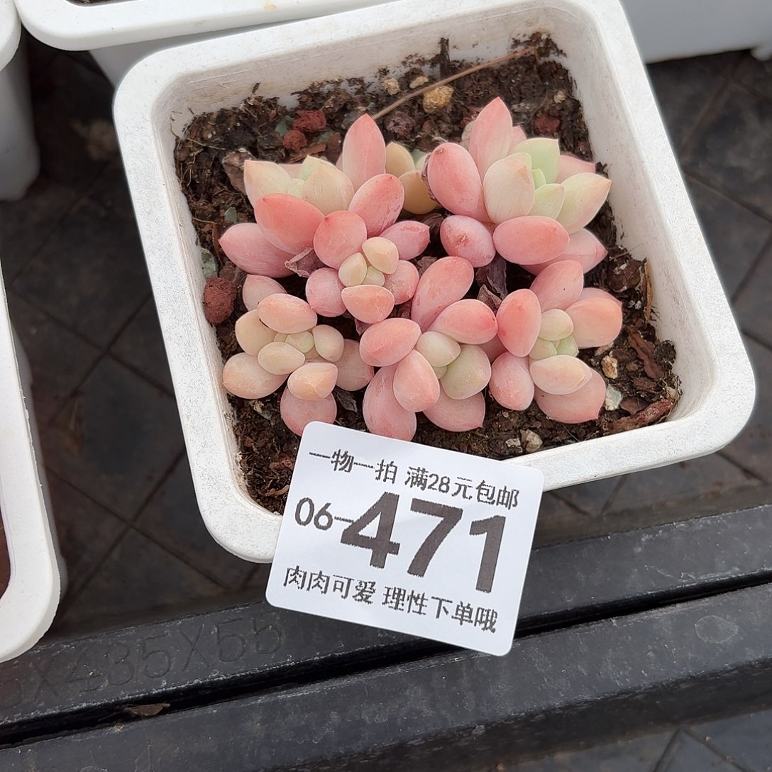 拉丝雨无盆土发货无盆