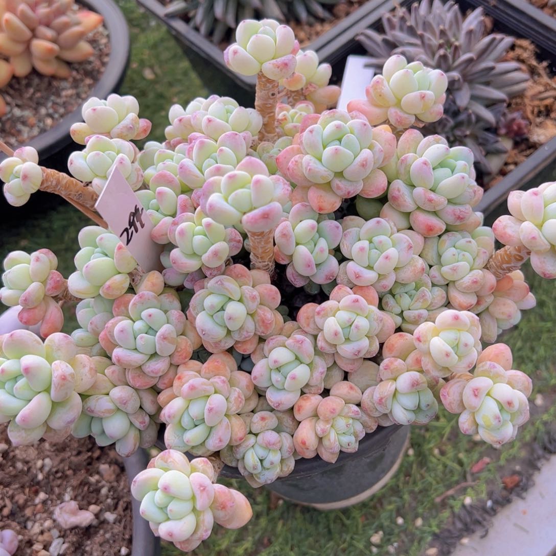 香玉等多种名贵的产品和服务