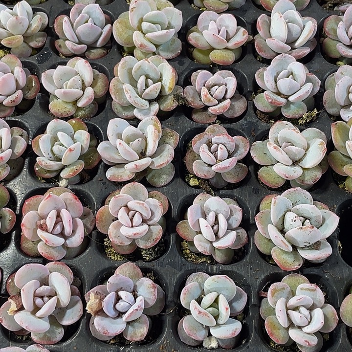 小雪莲1元带土发货