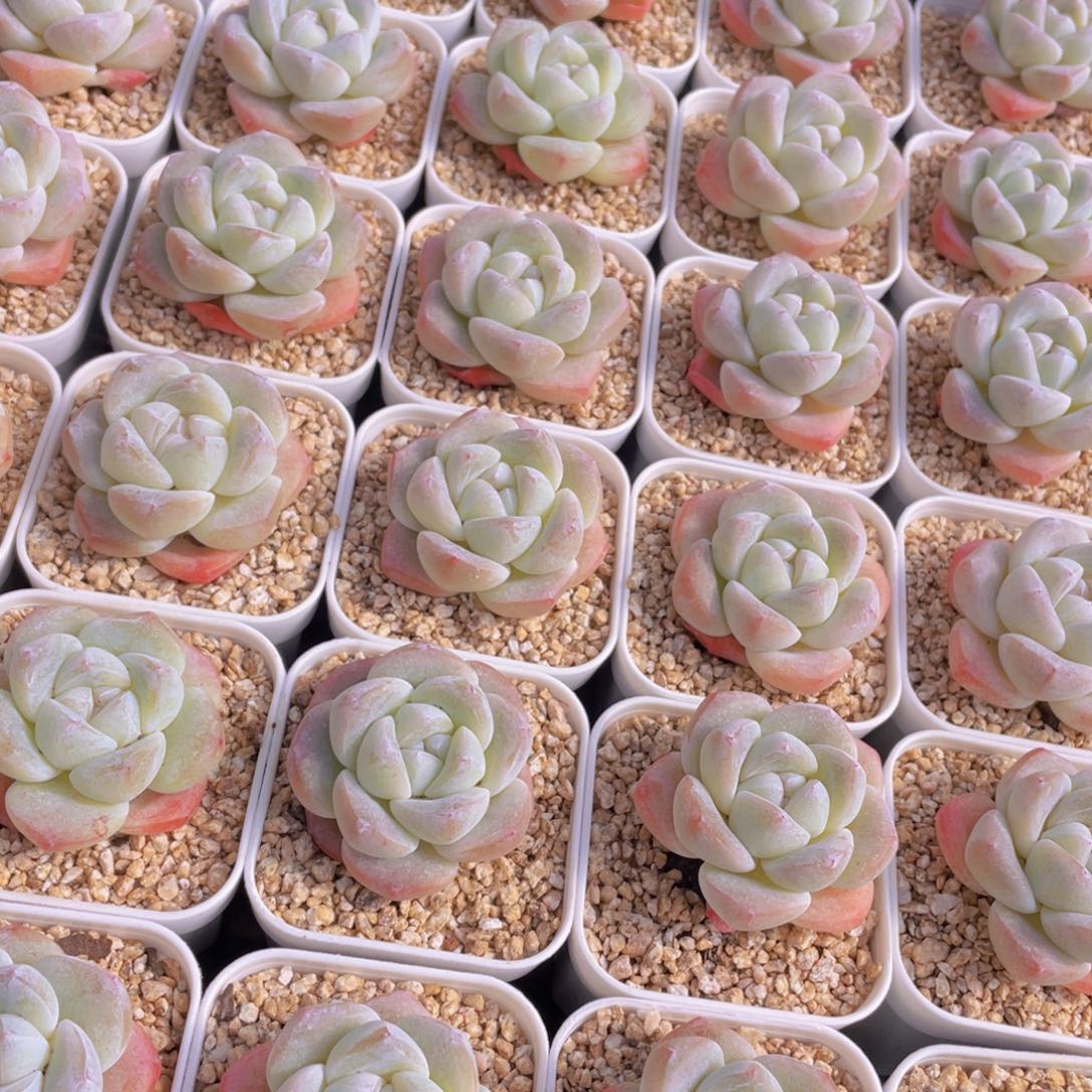 量拍100号 樱花钻石冰玉单头2个