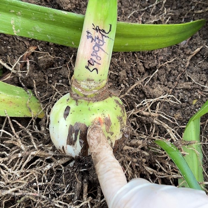 用**朝帝卡莲花8左右带土包对版5989