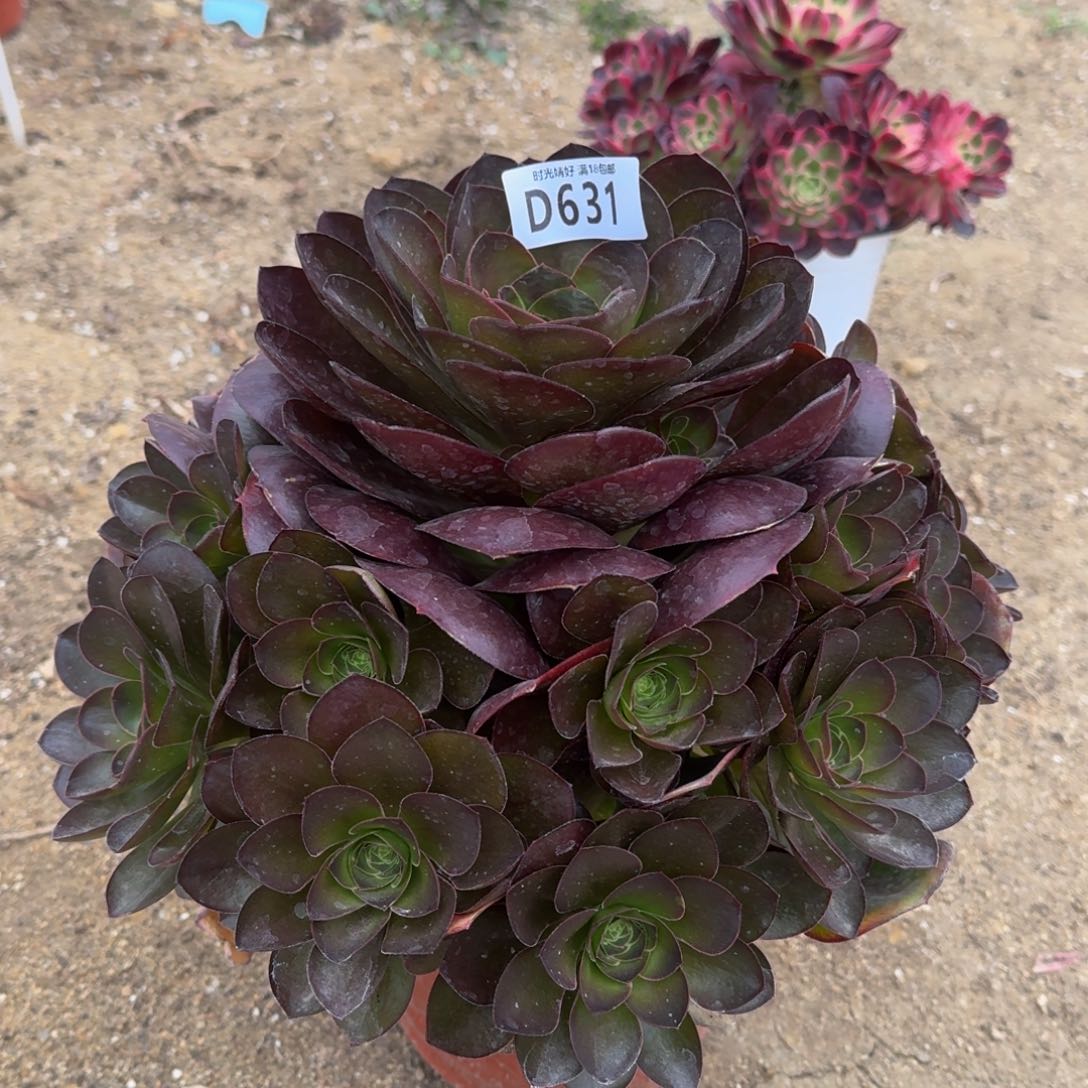 631魅金玫瑰多肉植物