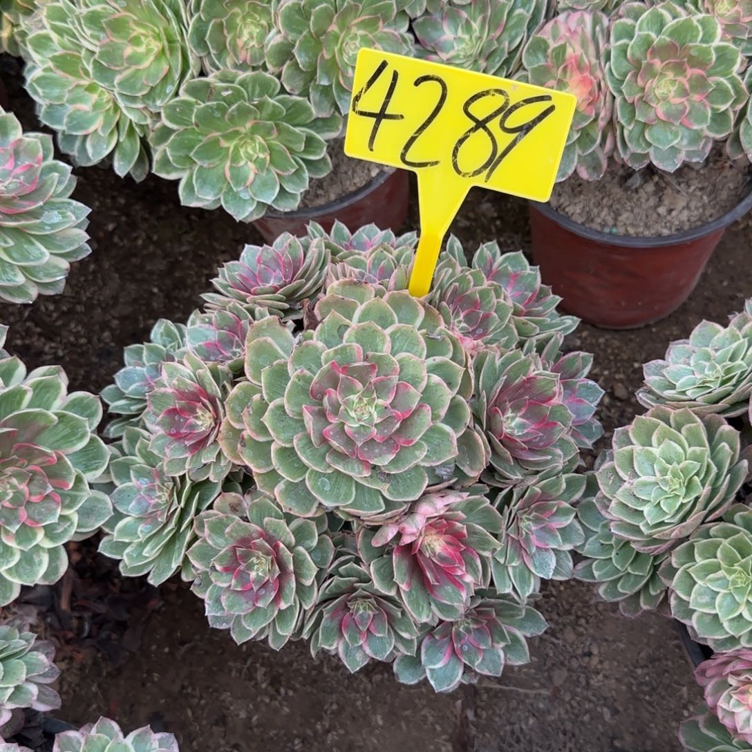 4289--莲花座多头多肉