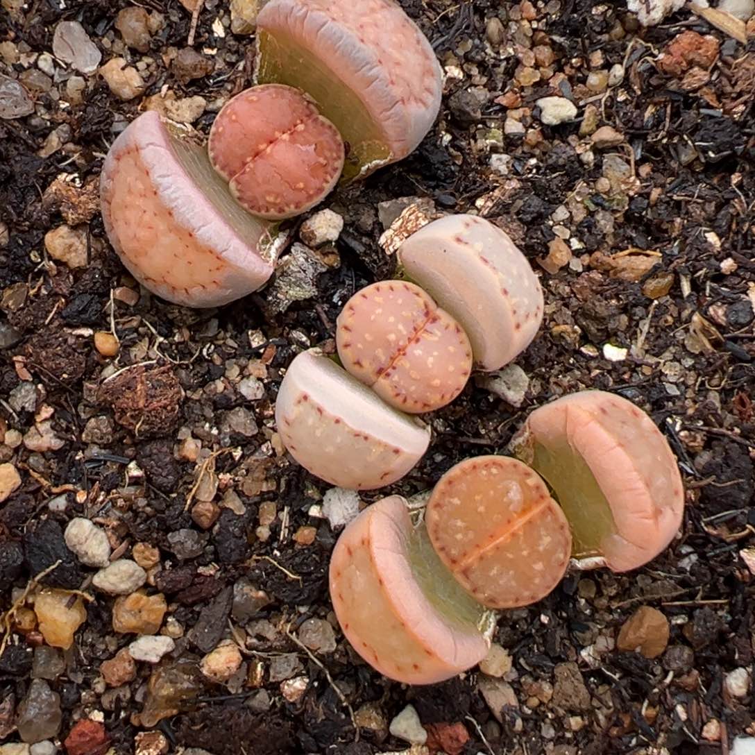 2.8好看的多肉980