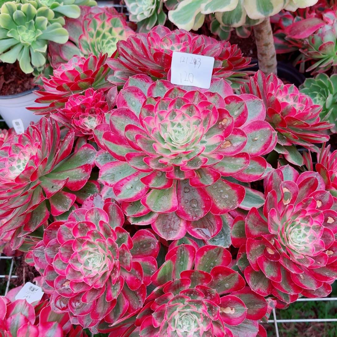 一物一拍多肉法师120