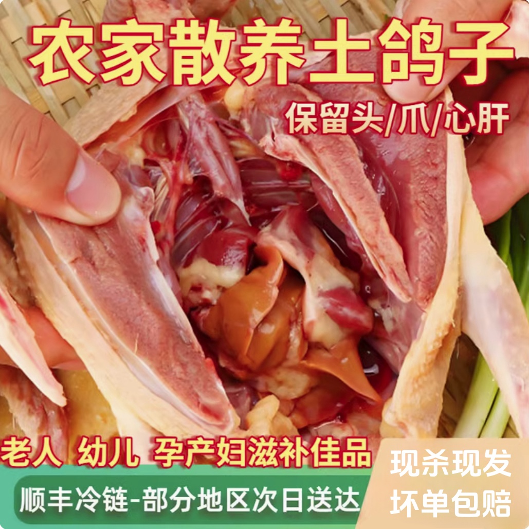 新鲜乳鸽农家散养白条鸽子肉顺丰冷链包邮赠汤料包【次日达】
