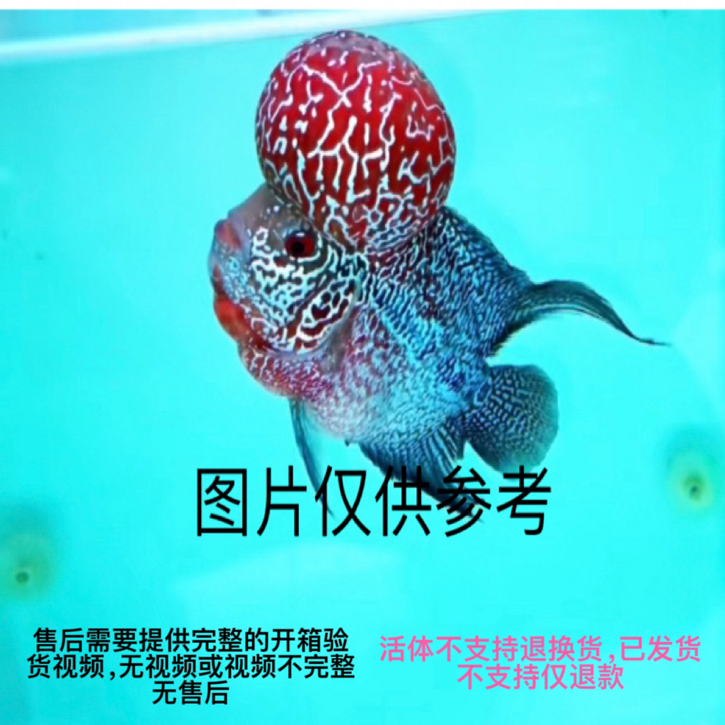 好养耐活热带观赏罗汉鱼起头爆头招财淡水鱼