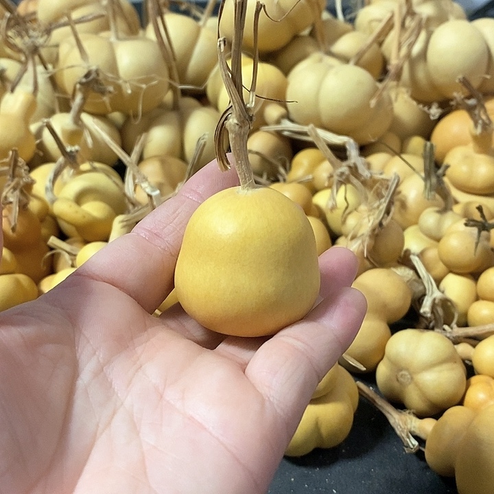 葫芦的颜色很好看