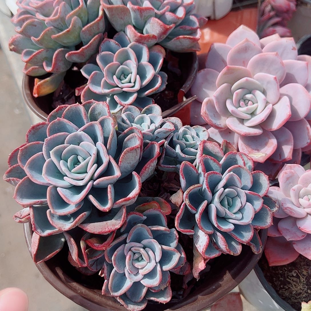 美尻多头群生老桩特价