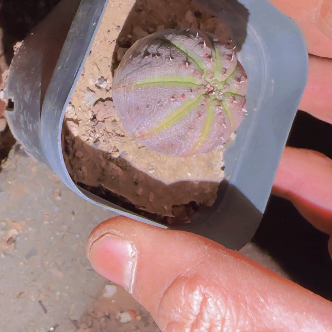 爱***傅块根植物块根植物