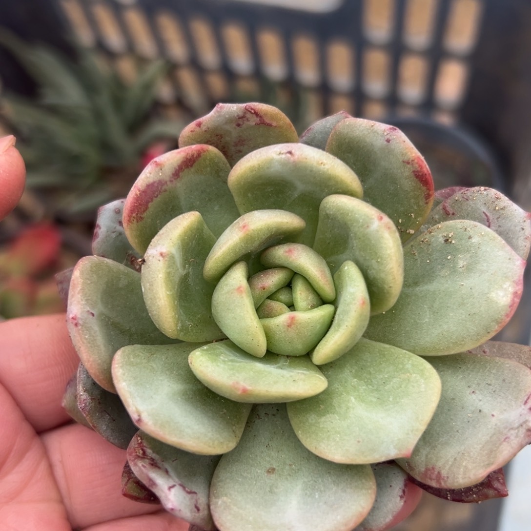 多肉植物多肉植物