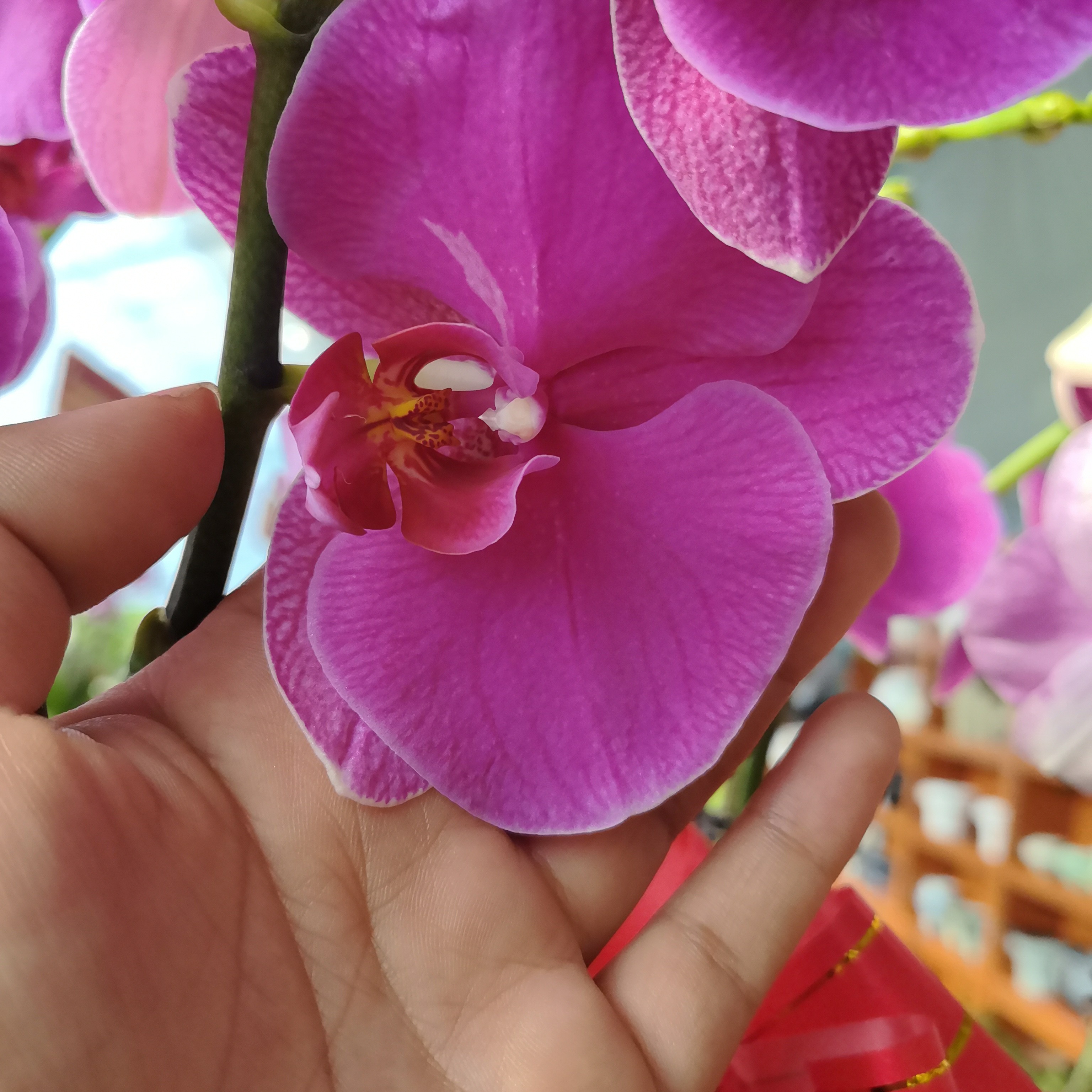 恭喜发财蝴蝶兰组盆