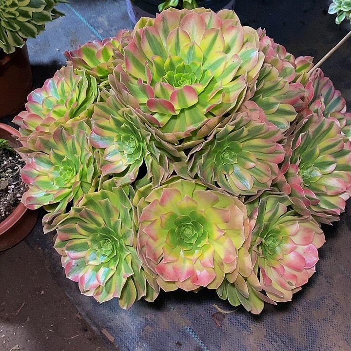 多肉植物保护研究所