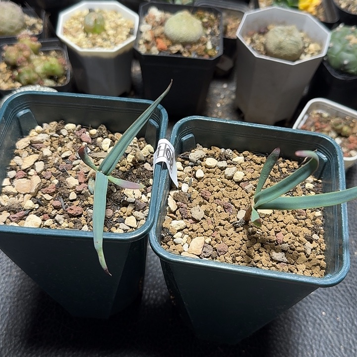 呆***呆102百岁兰带盆发货2