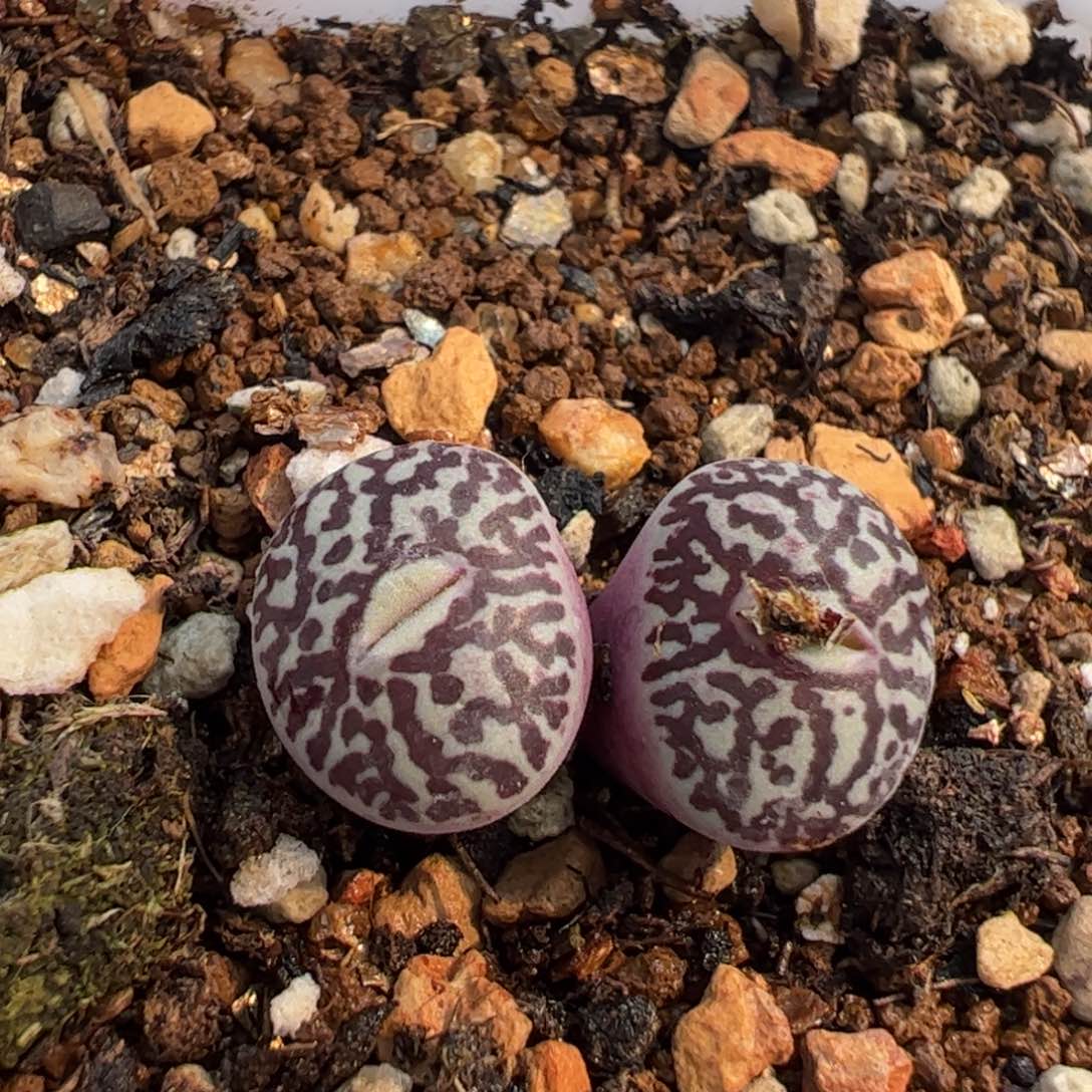 116多肉植物组合