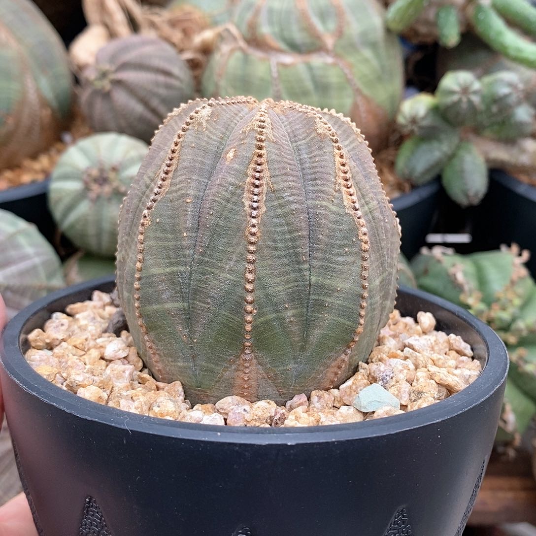 欧系布纹球多肉植物