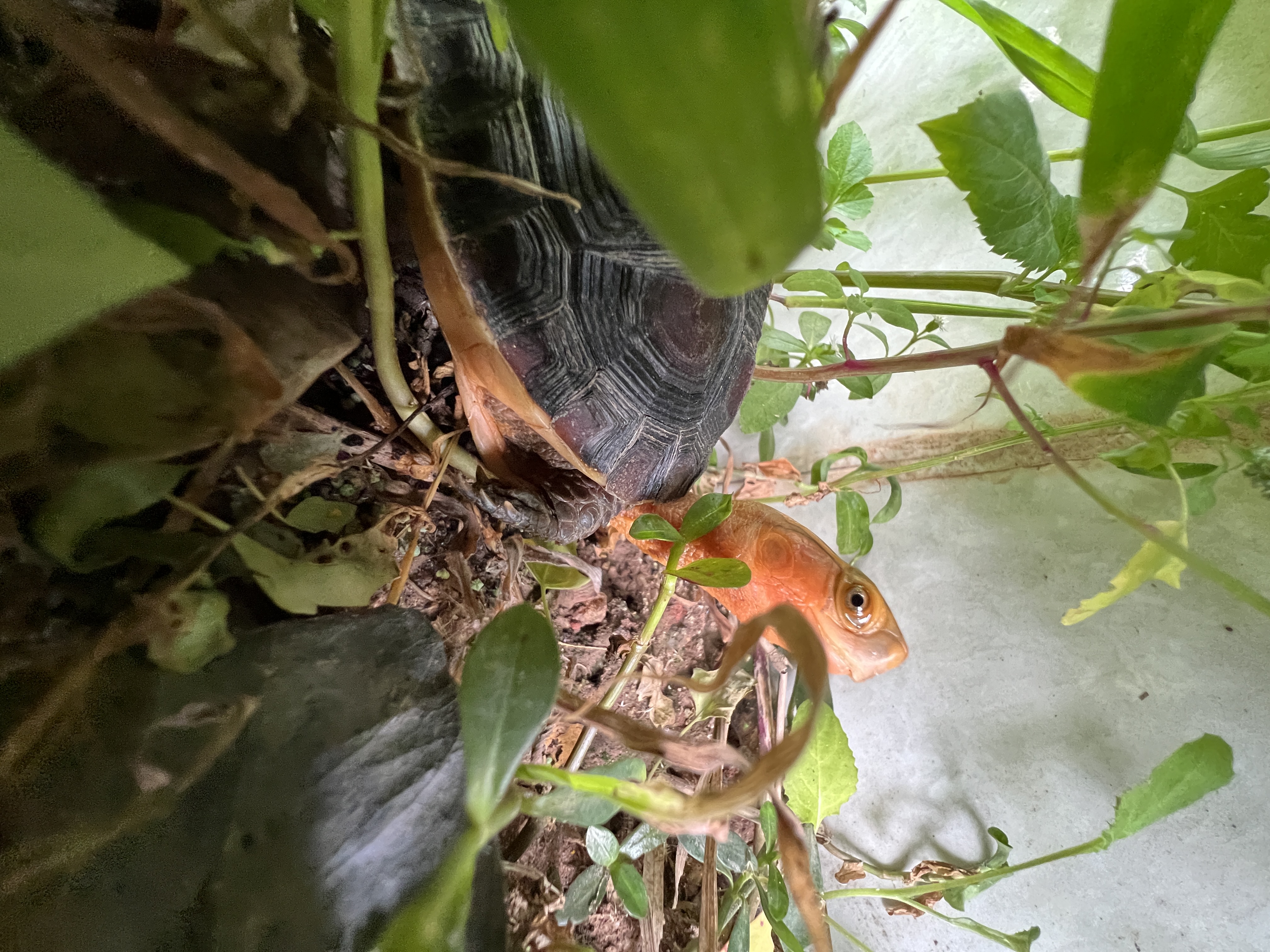 直播挑选黄缘龟幼龟苗安缘大陆缘台缘