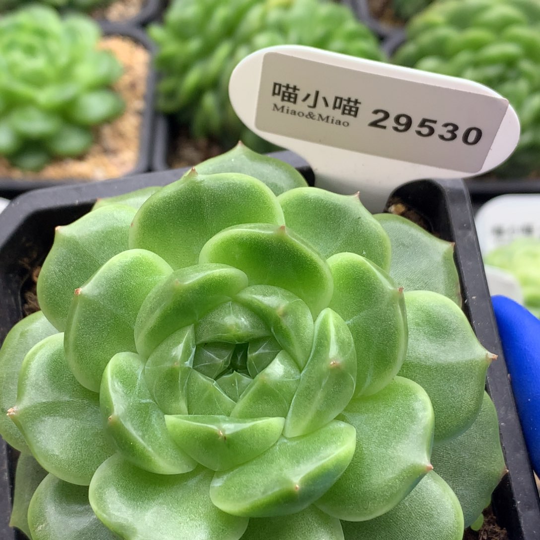 多肉植物杂交珍妮