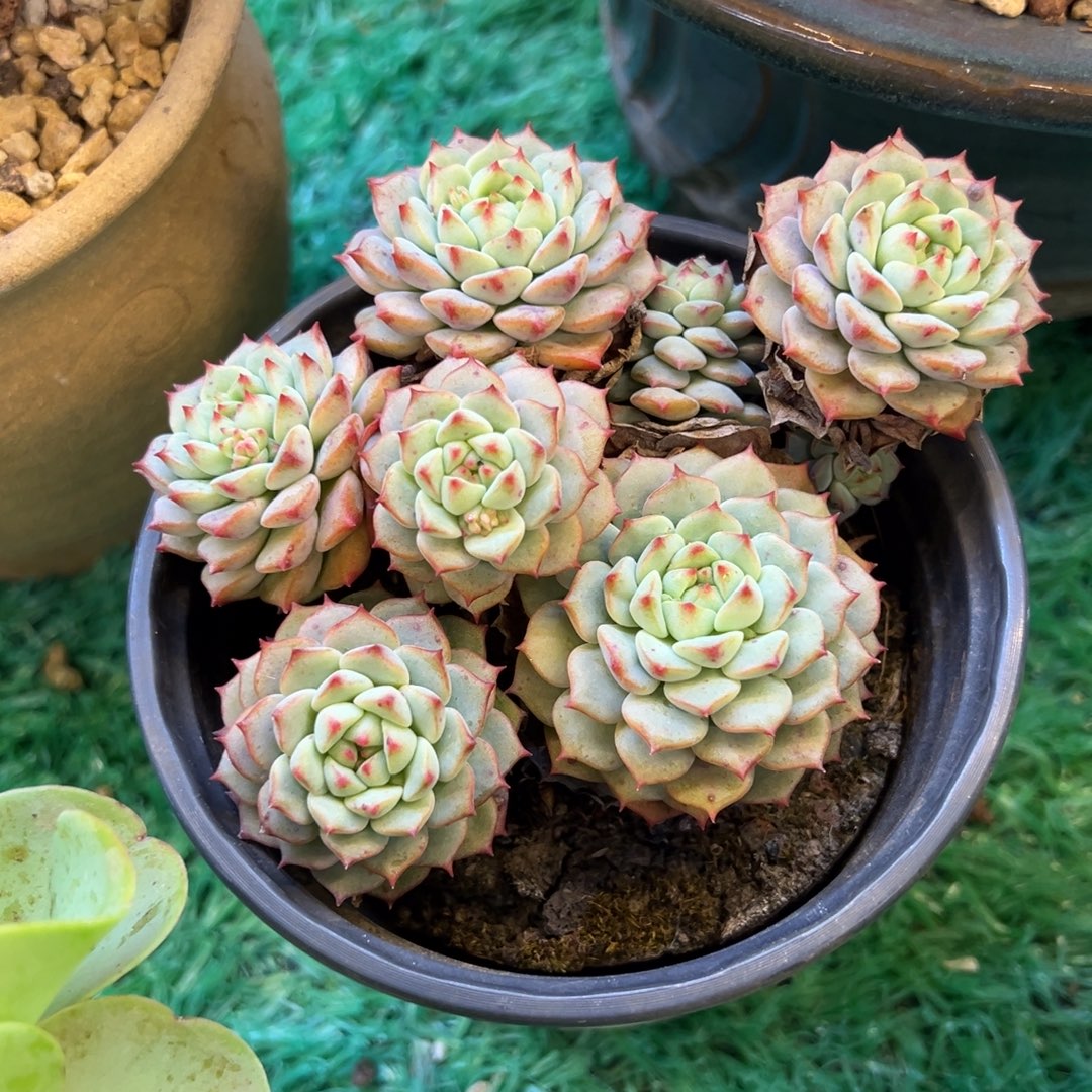 熊猫脸，，，，，，，，，，，，，，