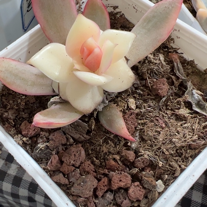 吉赛尔锦多肉植物452