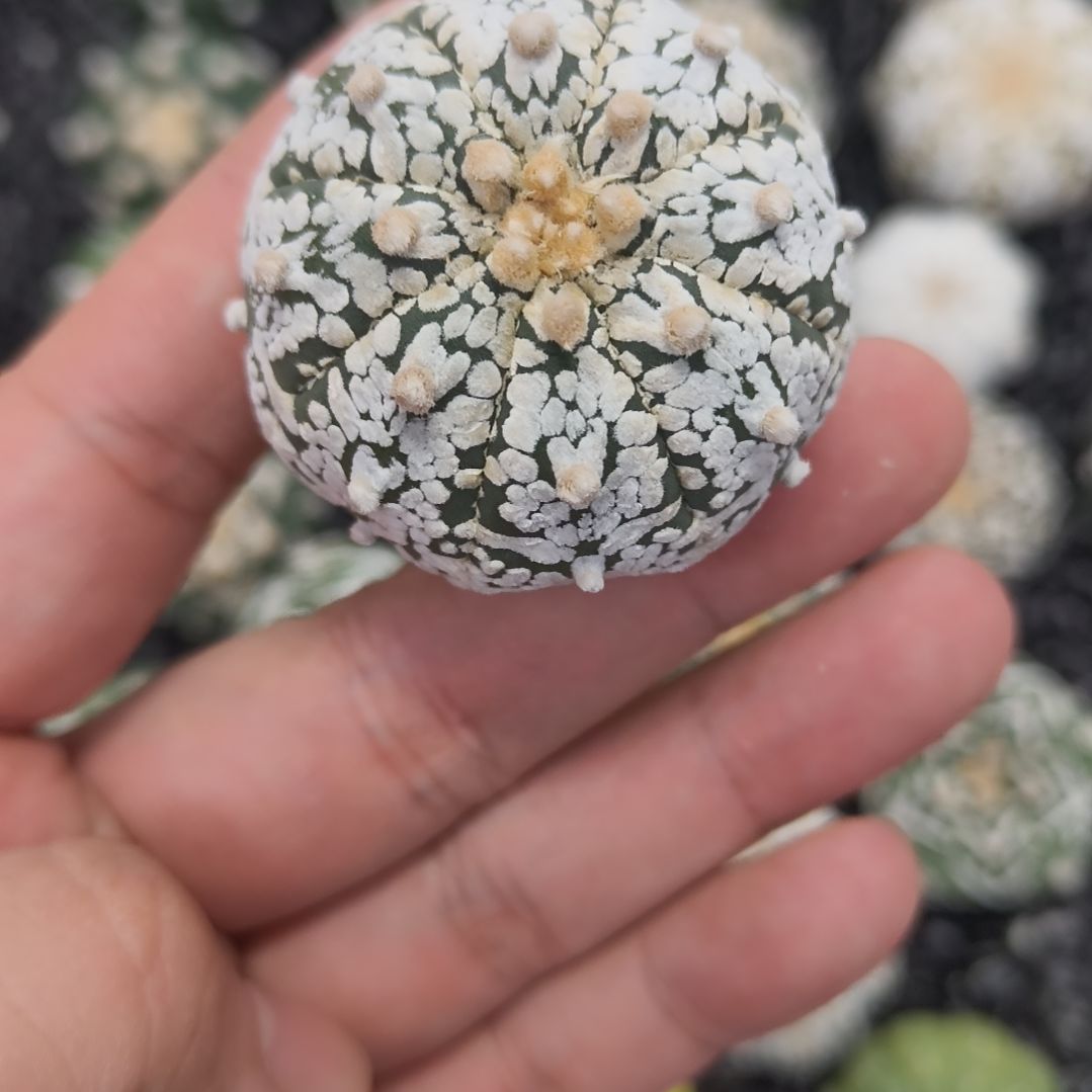 哈哈哈哈哈哈哈V兜兜兜