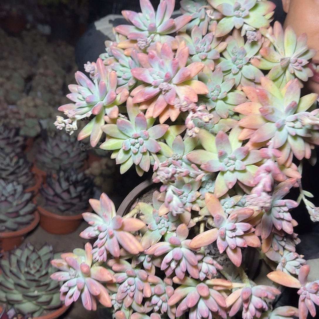 盆栽秋丽多肉2棵多肉