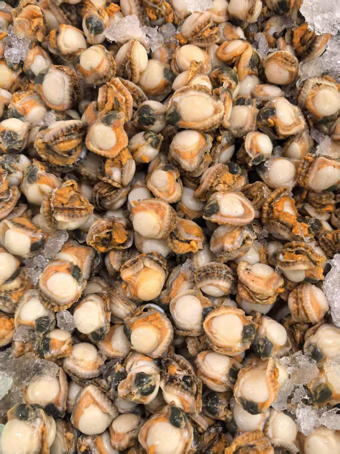 毛蚬肉 新鲜毛蚬肉  顺丰