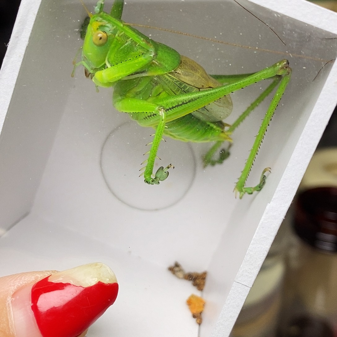 绿蝈蝈哈哈哈哈哈哈哈