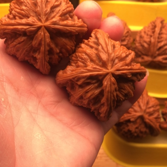 逸***轩核桃核桃核桃核桃咯核桃咯