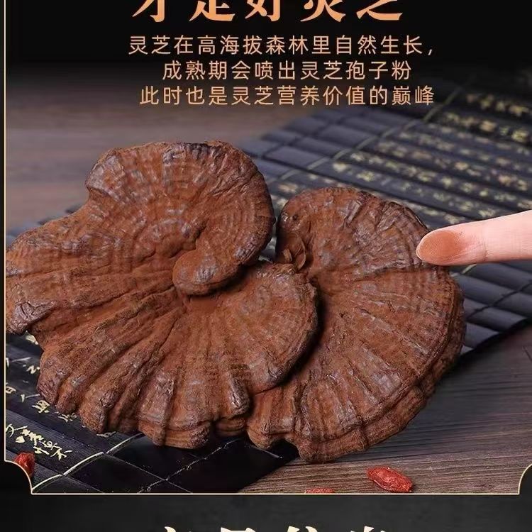 【长白山溯源】野生赤灵芝（带孢子粉的长白山灵芝）