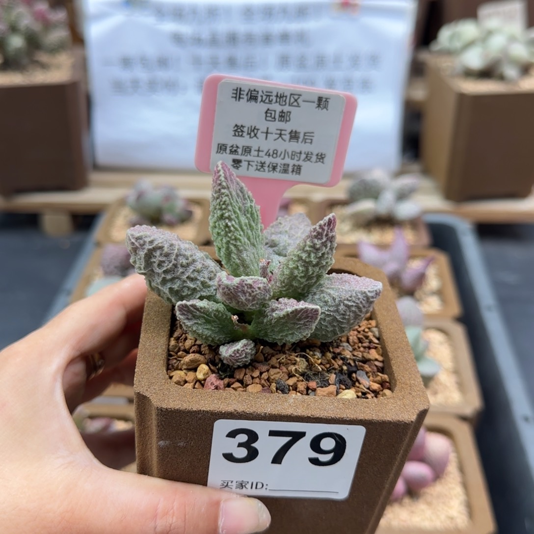 小*✘379苍龙多肉植物