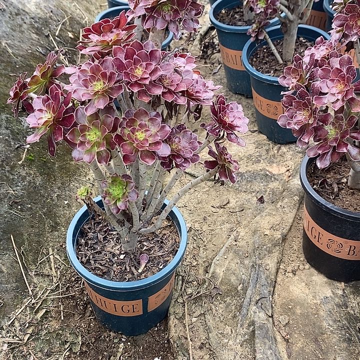 黑法6多肉植物法师法师法师