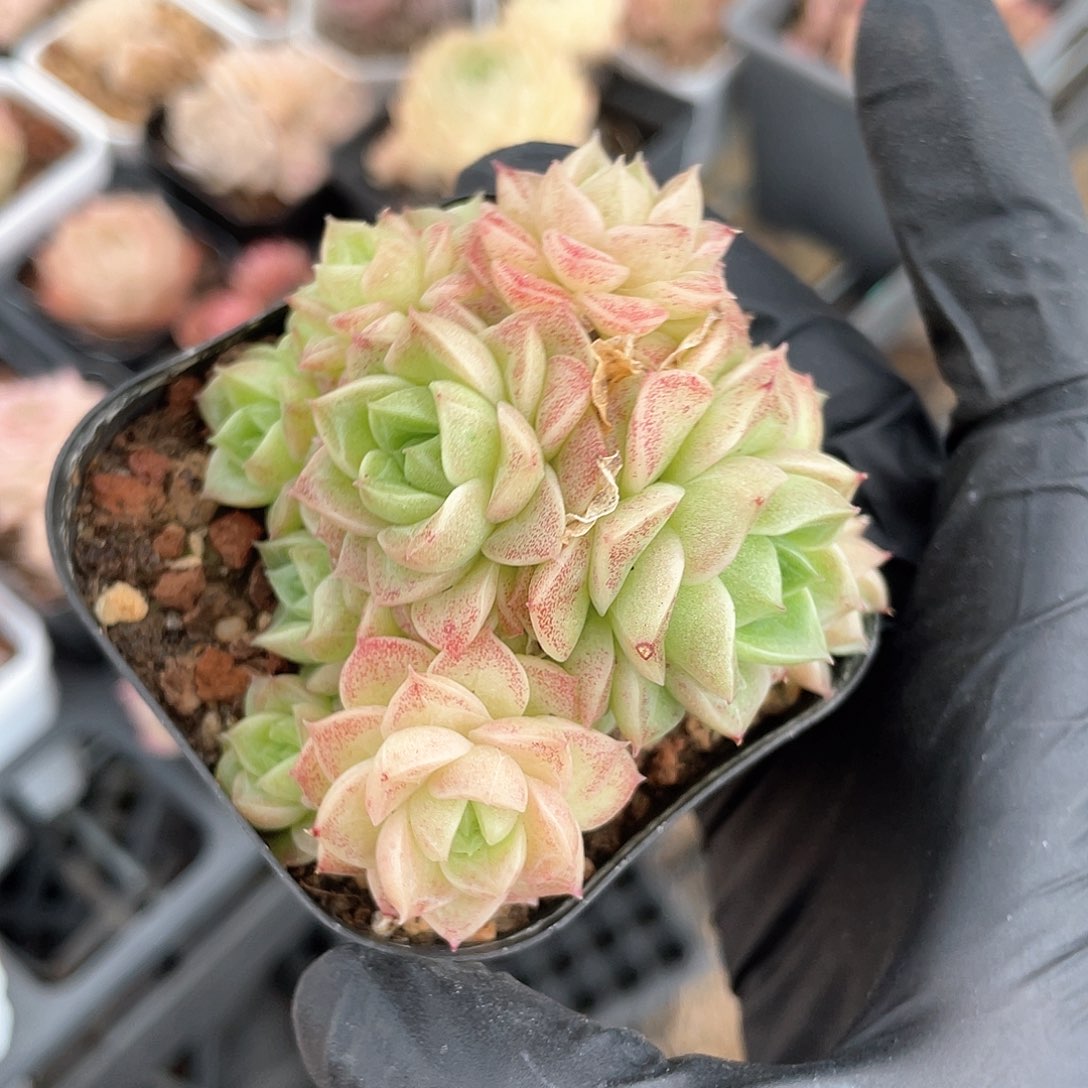 优选麦秆福利8201