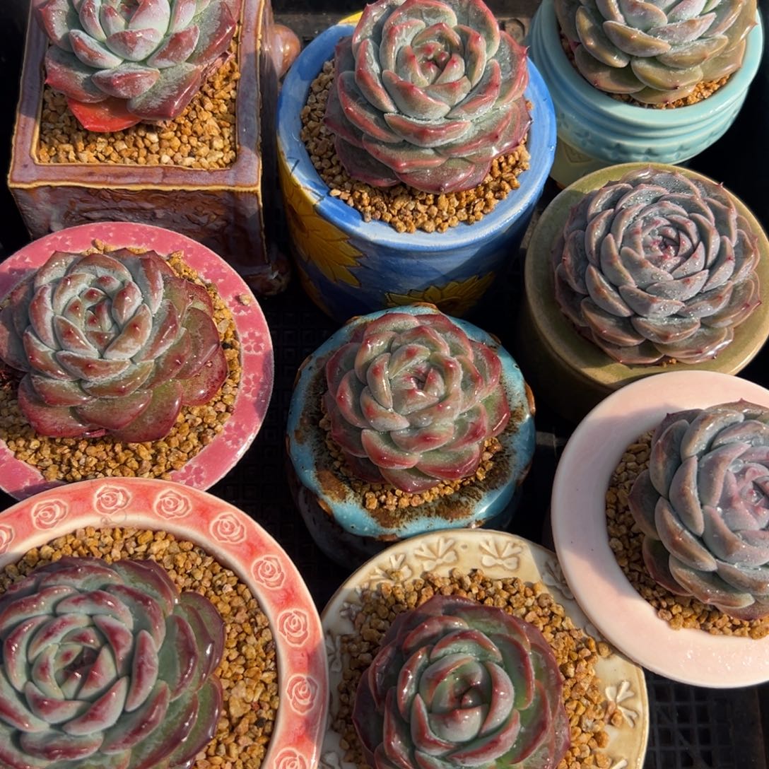 从前慢花园多肉编号1127-215