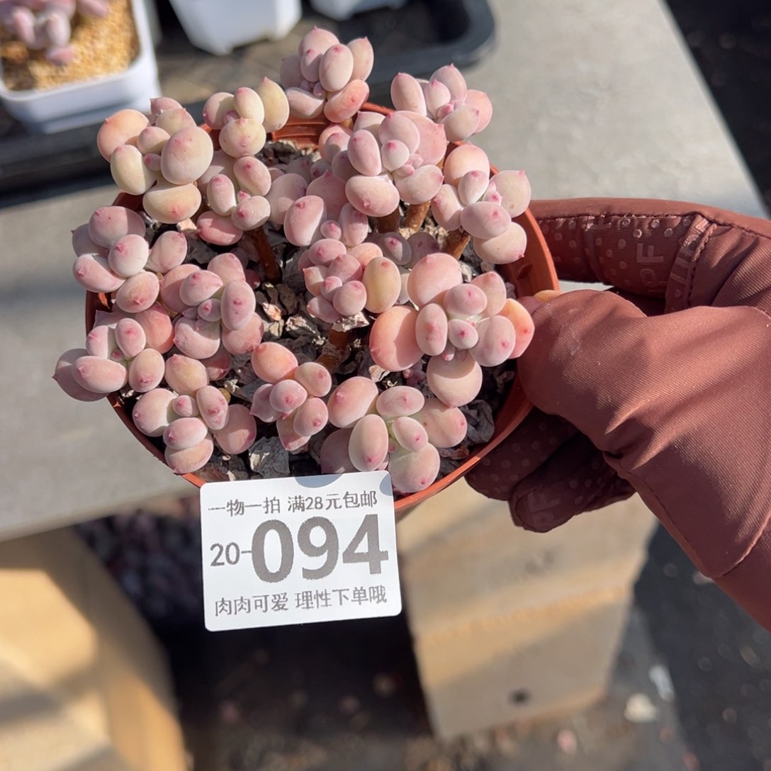 苹果奶不包整多肉多肉多肉多肉