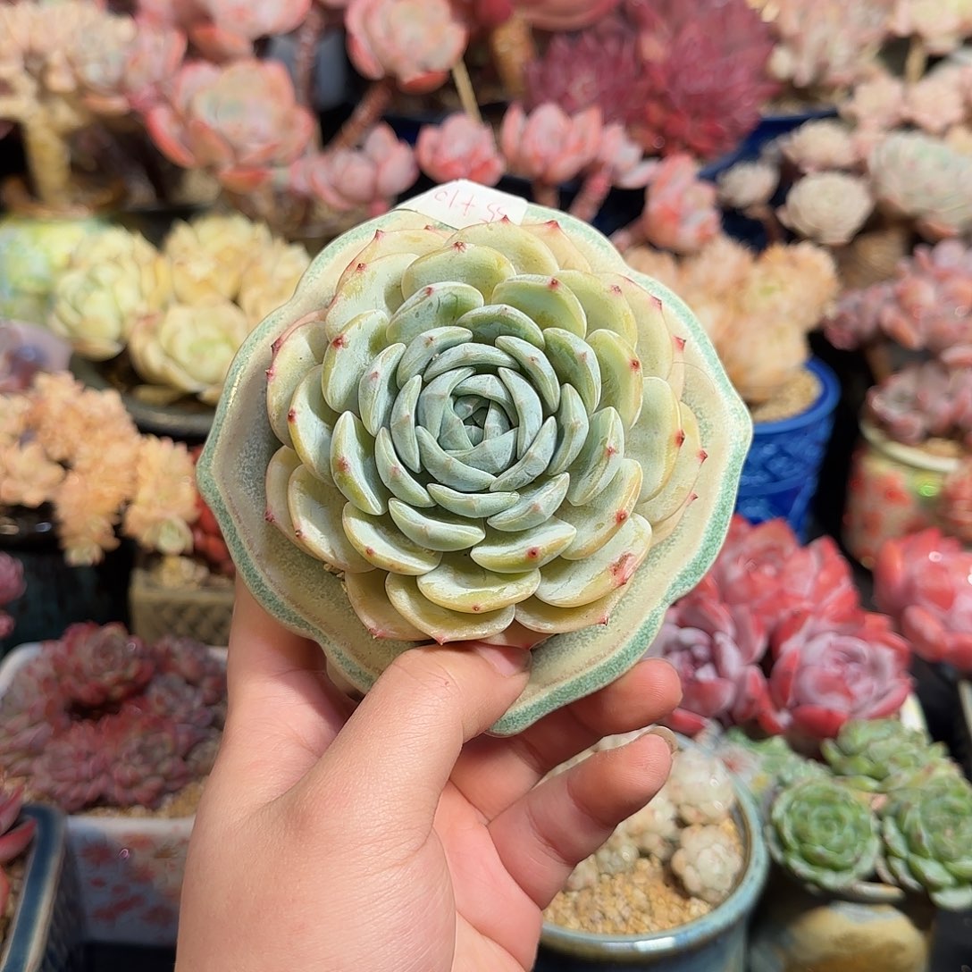 劳林8cm左右带盆土