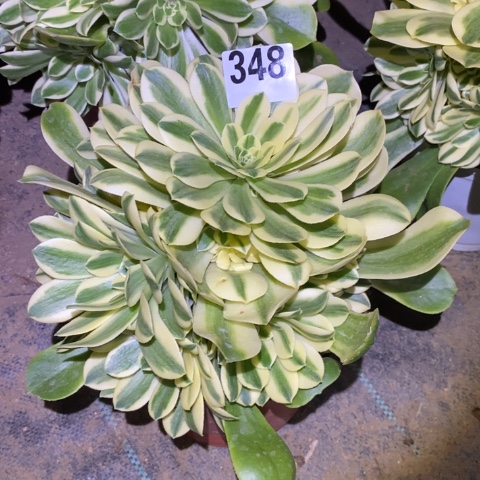 辛尼亚多肉植物法师不包损