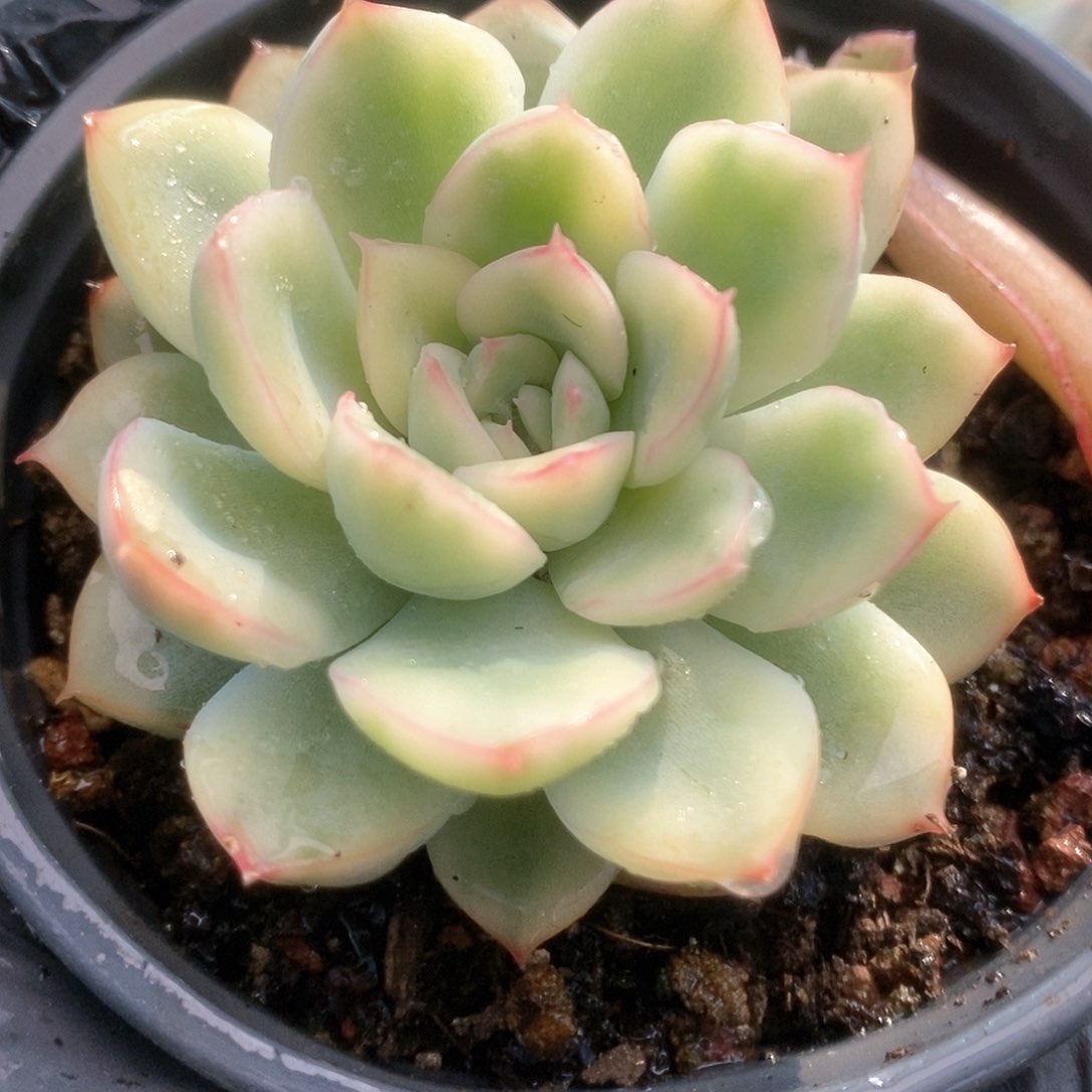 081荷花锦锦锦锦锦锦
