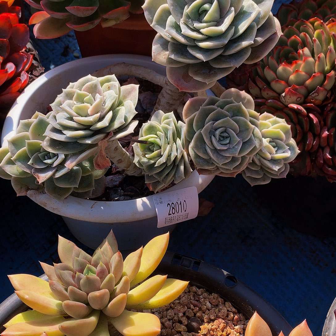 不***弃可爱玫瑰28010吨肉多肉