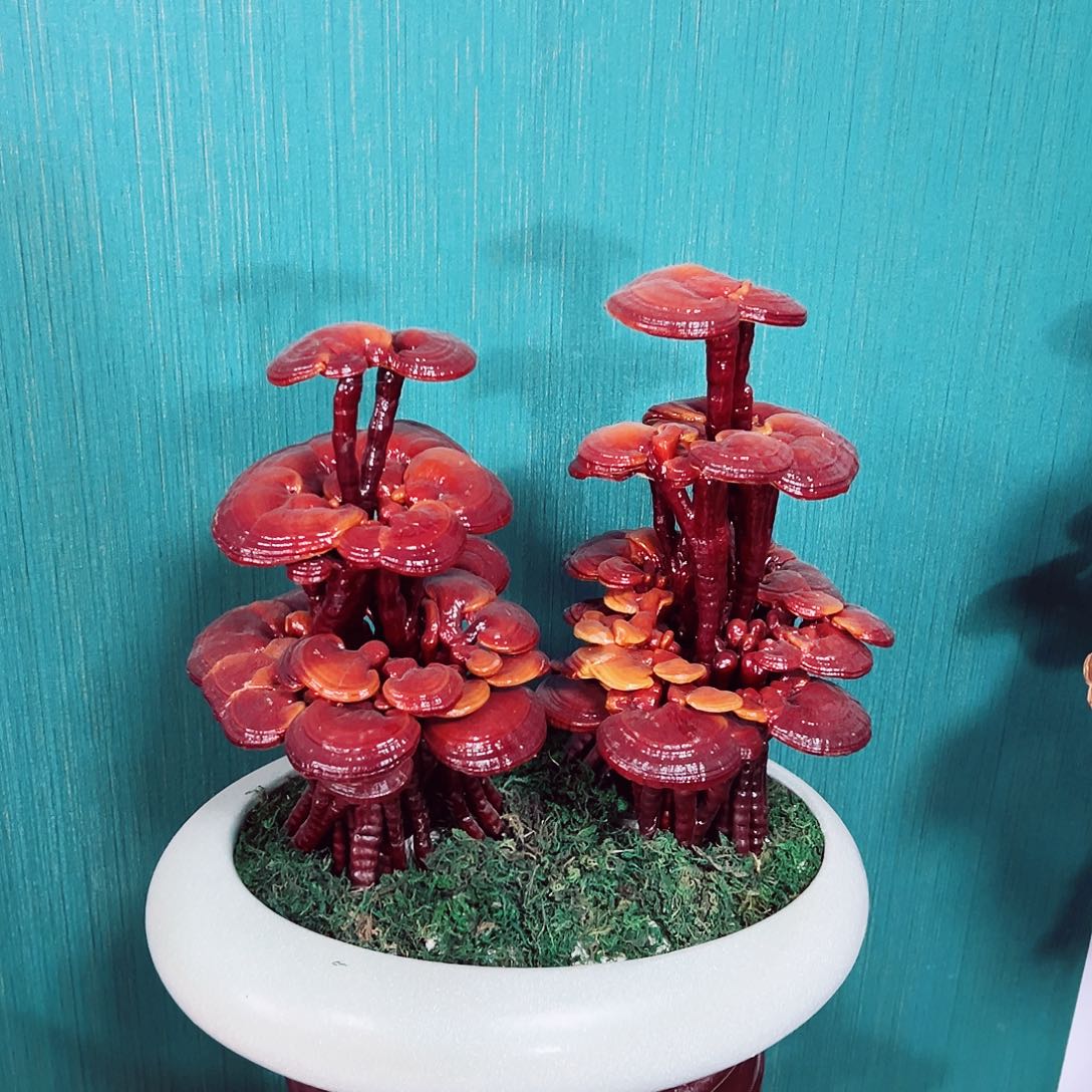 【闪购商品】无花朵