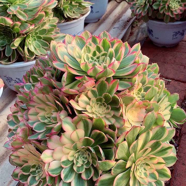 周正海王，多肉植物