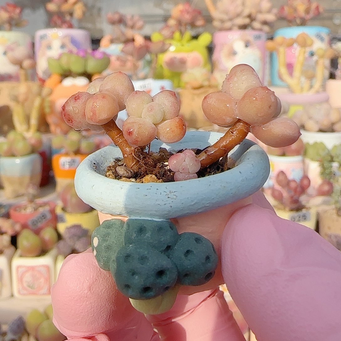 福利迷你彩虹奶 盆口2cm