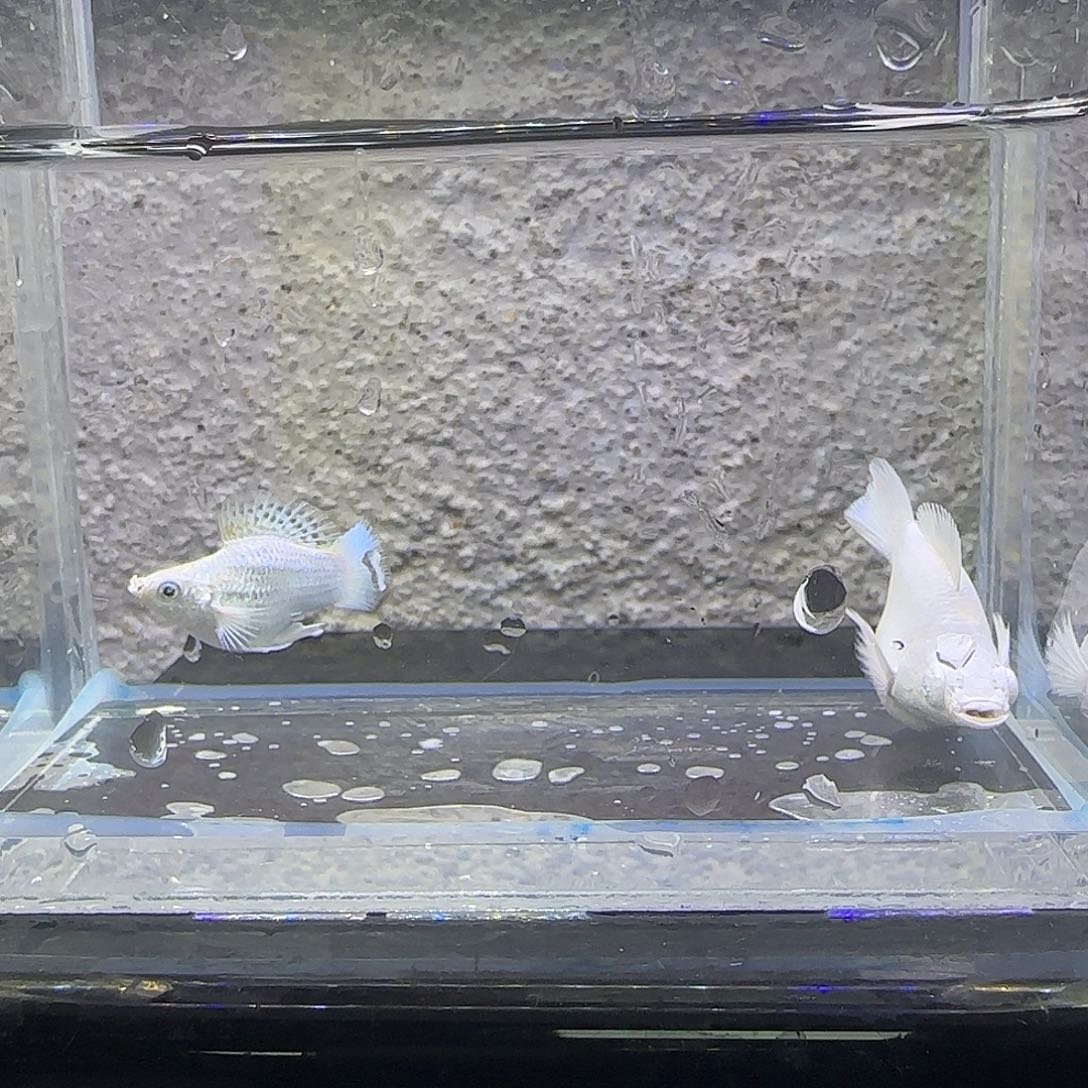 黑玛丽鱼瓷白玛丽。71号