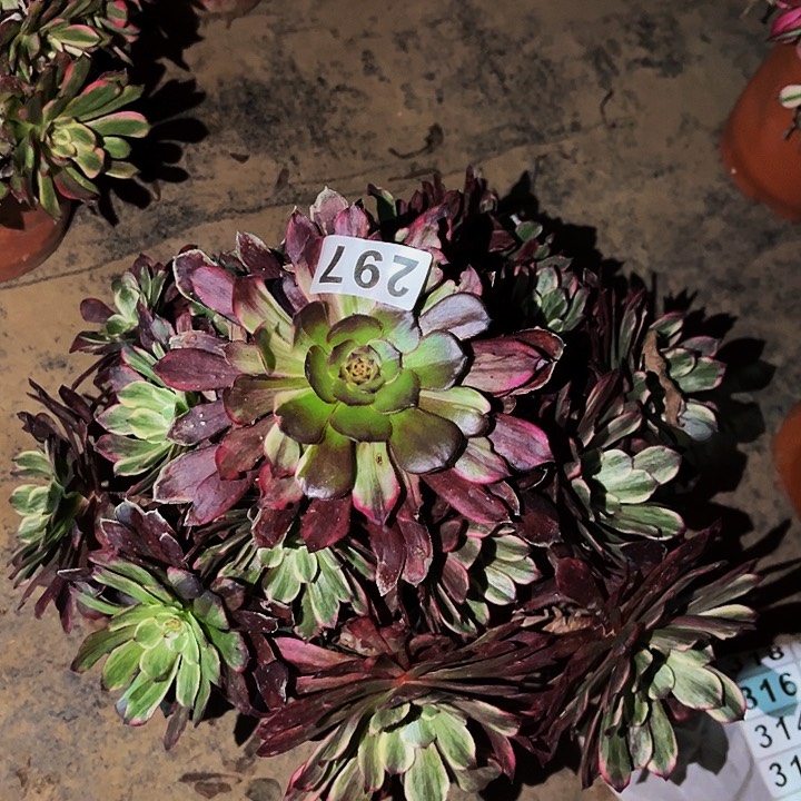 297超墨多肉植物