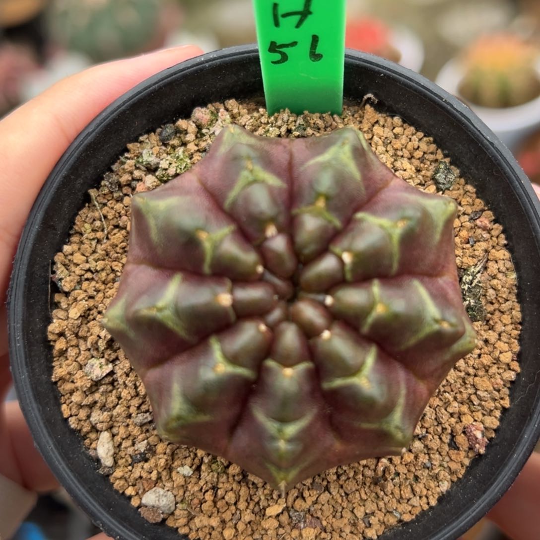 泰系实生乌贼梦想H56