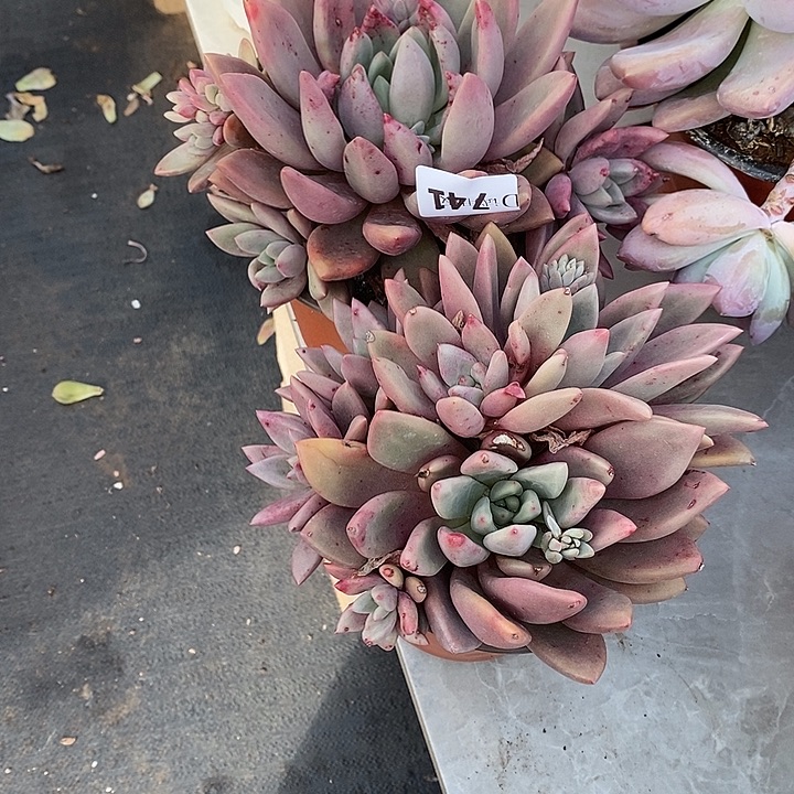 短****741桃花源多肉植物2颗