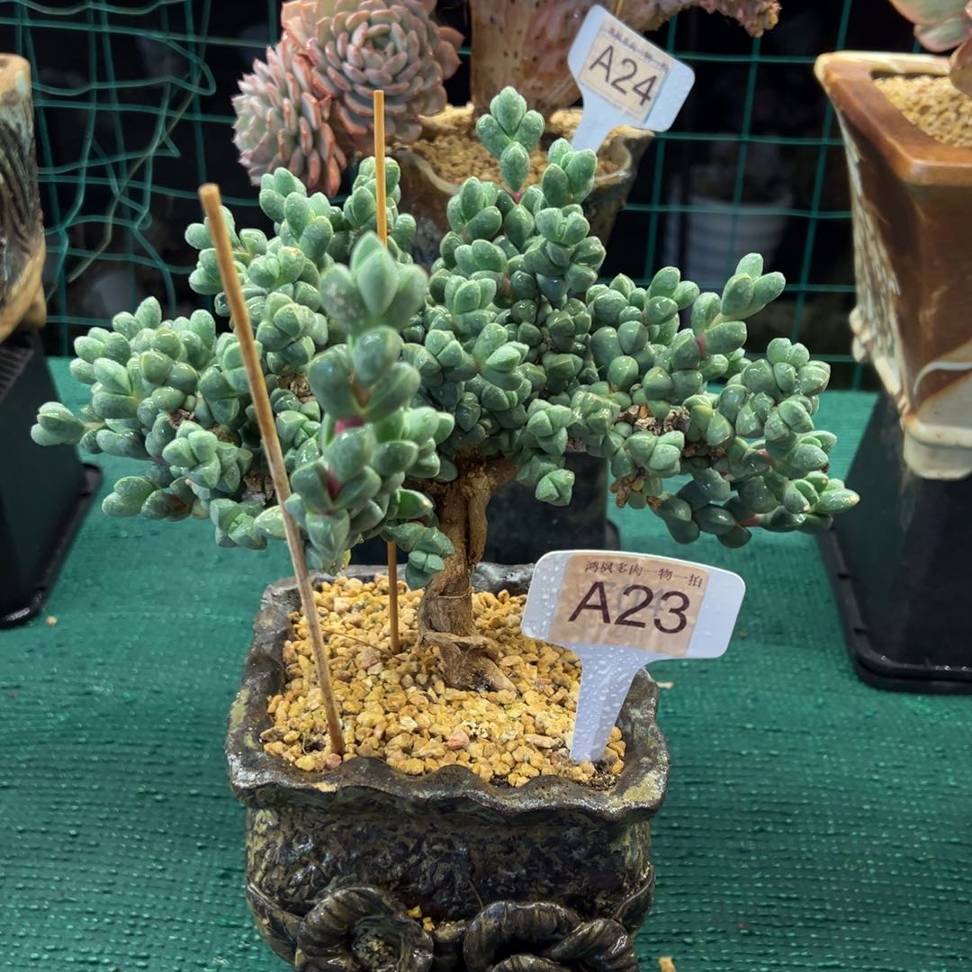 无花朵28公分冠幅鹿角海棠，，，，，，