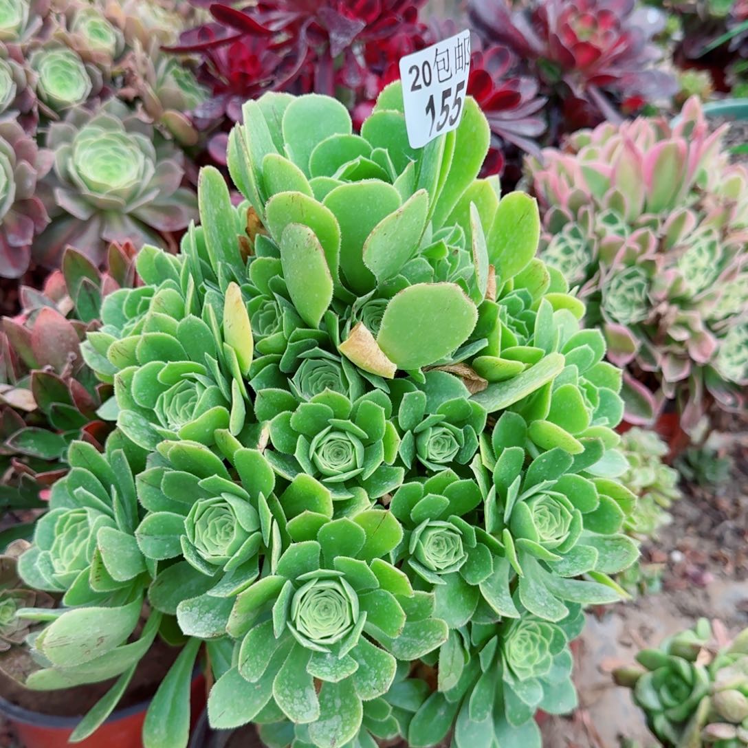 绿羊绒多肉155满20包邮断枝不包