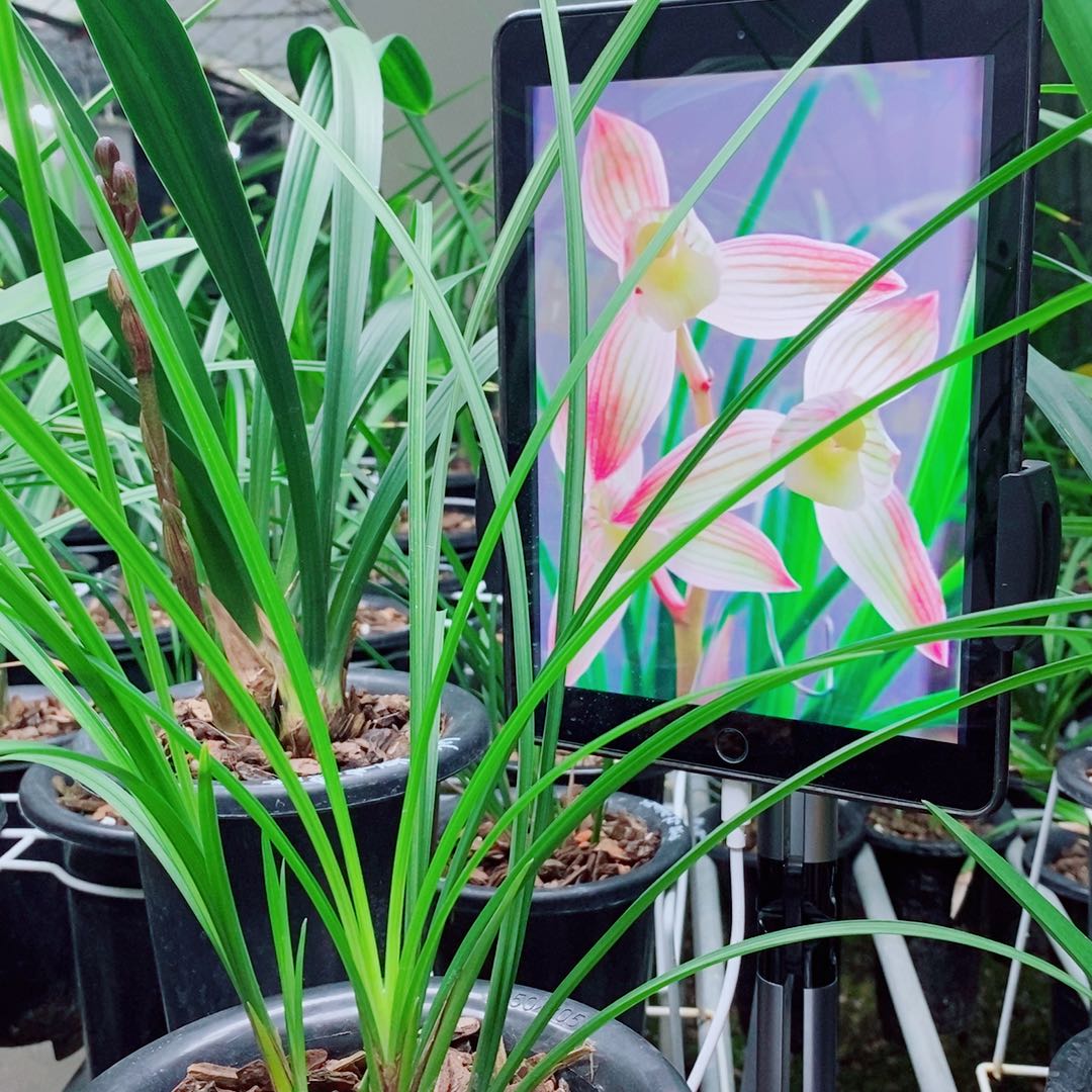 当前无花栽培后可以开花